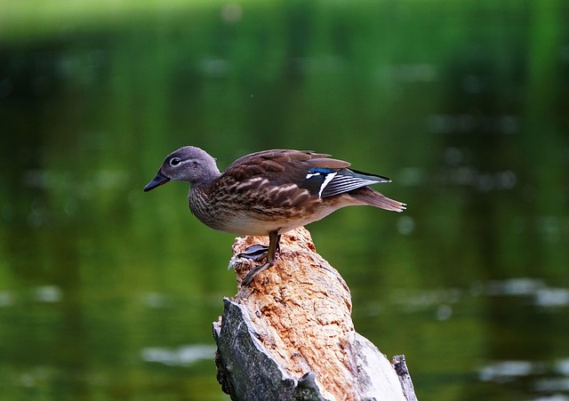 Sådan knækker du koden: Tips og tricks til at løse krydsord